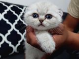 Yavrularımız Yeni Ailesine Kavuşmayı Bekliyorlar