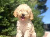 Aşili Garanti̇li̇ Poodle Bebekleri̇mi̇z