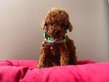 Orjinal Toy Poodle