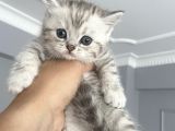 British Shorthair Full Secereli  Safkan Uysal Yavru