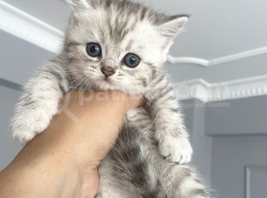British Shorthair Full Secereli  Safkan Uysal Yavru görsel