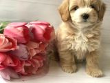 Dizayn Irk Sevimli Maltipoo Yavrular