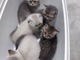 Yavrularımız Yeni Ailesine Kavuşmayı Bekliyorlar