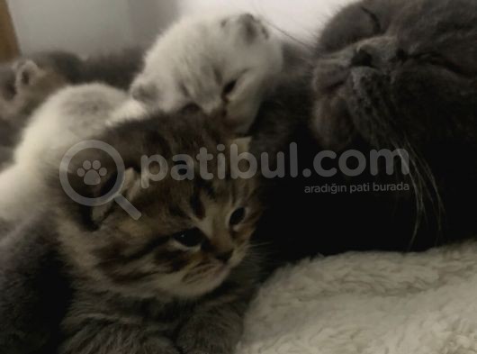 Yavrularımız Yeni Ailesine Kavuşmayı Bekliyorlar görsel