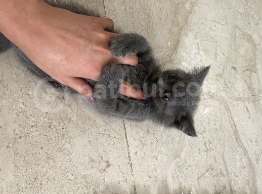 Yeni Evime Gitmeye Hazır görsel