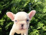 Mavi̇ Gözlü Lekesi̇z French Bulldog