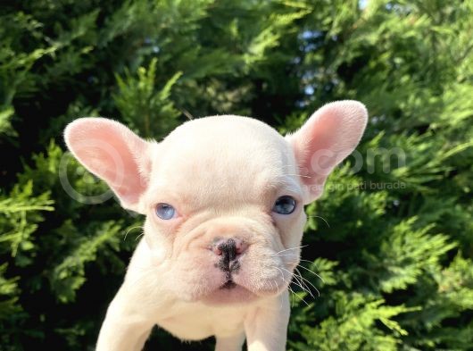 Mavi̇ Gözlü Lekesi̇z French Bulldog