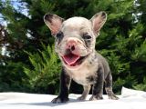 Merle French Bulldog Mavi̇gözlü