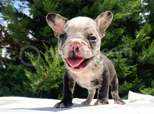Merle French Bulldog Mavi̇gözlü