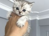 British Shorthair Full Secereli  Safkan Uysal Yavru