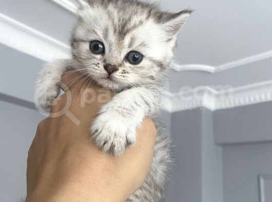 British Shorthair Full Secereli  Safkan Uysal Yavru görsel