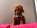 Orjinal Toy Poodle