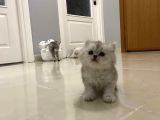 British Shorthair Full Secereli  Safkan Uysal Yavru