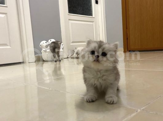 British Shorthair Full Secereli  Safkan Uysal Yavru görsel