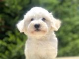Orji̇nal Malti̇poo Bebekler