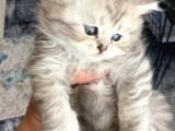 British Shorthair Safkan Koca Kafa Ayı Surat Yavru