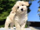 Di̇zayn Irk Malti̇poo Bebekler