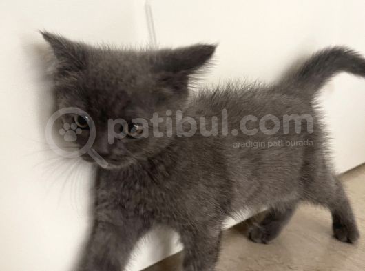 Yeni Evime Gitmeye Hazır görsel