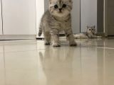 British Shorthair Full Secereli  Safkan Uysal Yavru