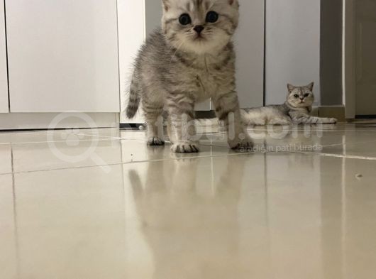 British Shorthair Full Secereli  Safkan Uysal Yavru görsel