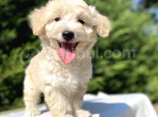 Di̇zayn Irk Malti̇poo Bebekler