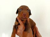 Anne Baba Full Scrli Doberman Yavrular