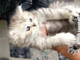 British Shorthair Safkan Koca Kafa Ayı Surat Yavru