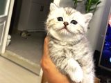 British Shorthair Safkan Koca Kafa Ayı Surat Yavru