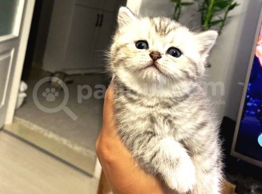 British Shorthair Safkan Koca Kafa Ayı Surat Yavru