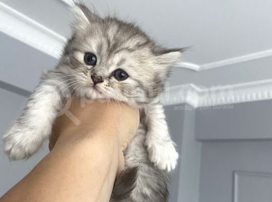 British Shorthair Full Secereli  Safkan Uysal Yavru görsel