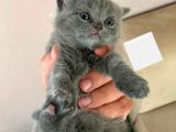 Safkan Asil British Longhair