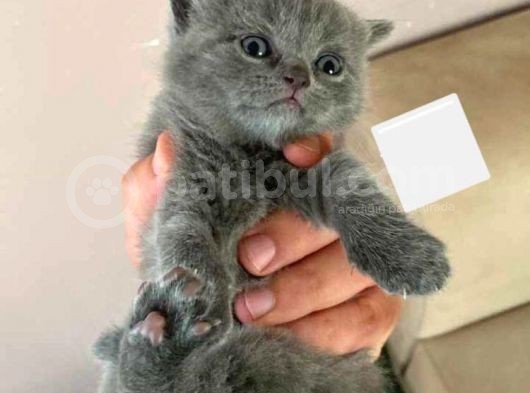 Safkan Asil British Longhair