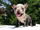 Merle French Bulldog Mavi̇gözlü