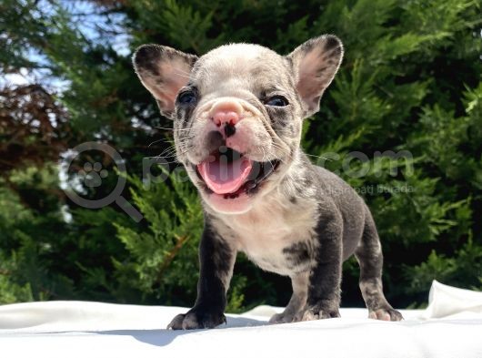 Merle French Bulldog Mavi̇gözlü görsel