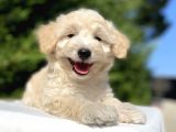Di̇zayn Irk Malti̇poo Bebekler