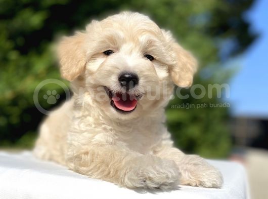 Di̇zayn Irk Malti̇poo Bebekler görsel