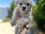 Xxsmall Maltipoo Bebeklerim