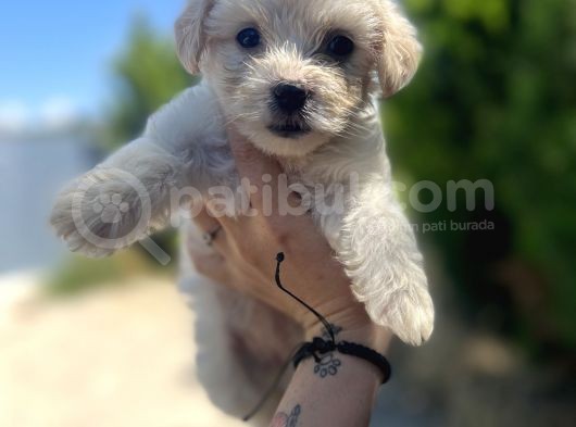 Xxsmall Maltipoo Bebeklerim görsel