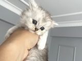 British Shorthair Full Secereli  Safkan Uysal Yavru