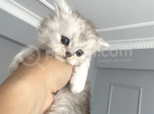 British Shorthair Full Secereli  Safkan Uysal Yavru