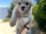 Xxsmall Maltipoo Bebeklerim