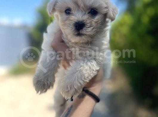 Xxsmall Maltipoo Bebeklerim görsel