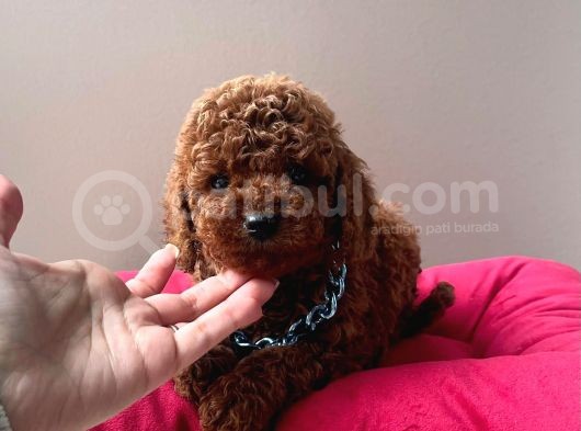 Orjinal Toy Poodle görsel