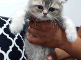 Yavrularımız Yeni Ailesine Kavuşmayı Bekliyorlar