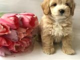 Dizayn Irk Sevimli Maltipoo Yavrular