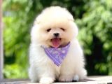 Safkan Pomeranian Boo Yavrular