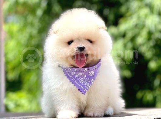 Safkan Pomeranian Boo Yavrular görsel