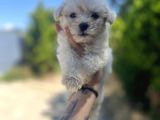 Xxsmall Maltipoo Bebeklerim