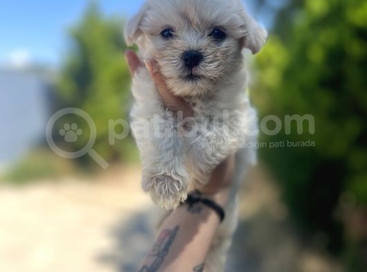 Xxsmall Maltipoo Bebeklerim görsel