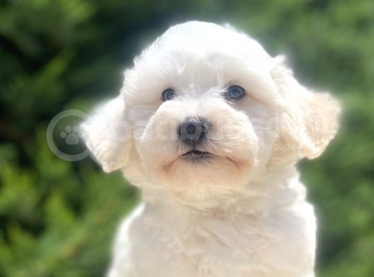 Orji̇nal Malti̇poo Bebekler görsel